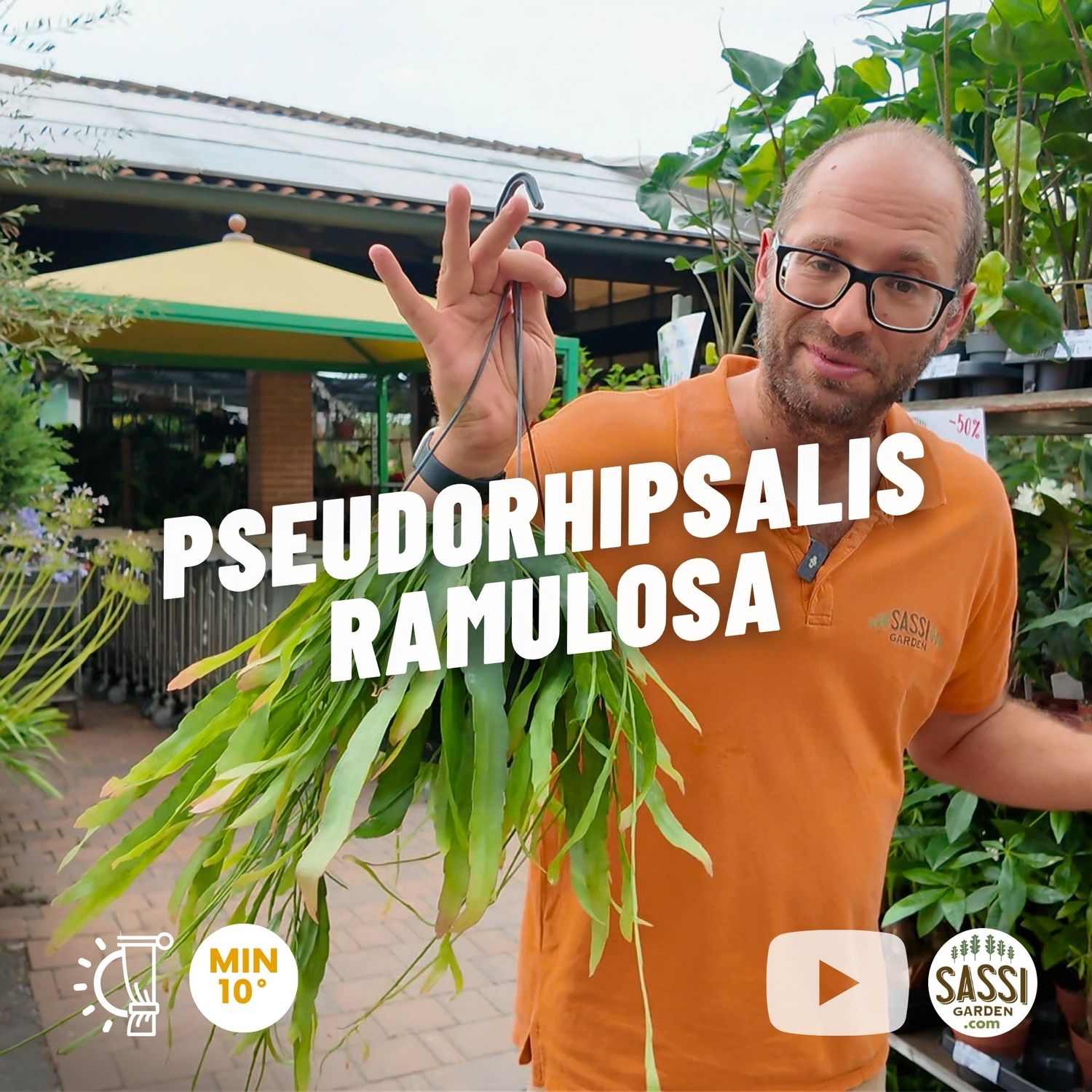 Pseudorhipsalis ramulosa  - vaso Ø17 cm