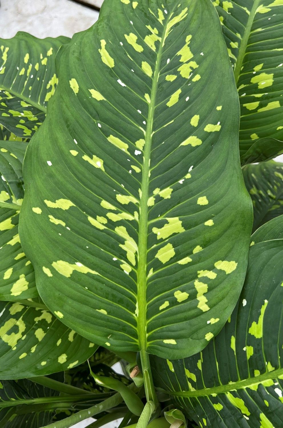 Dieffenbachia ‘Spotty’ - vaso Ø17 cm Dieffenbachia ‘Spotty’ - vaso Ø17 cm
