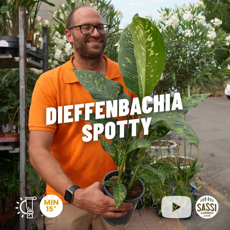 Dieffenbachia ‘Spotty’ - vaso Ø17 cm Dieffenbachia ‘Spotty’ - vaso Ø17 cm