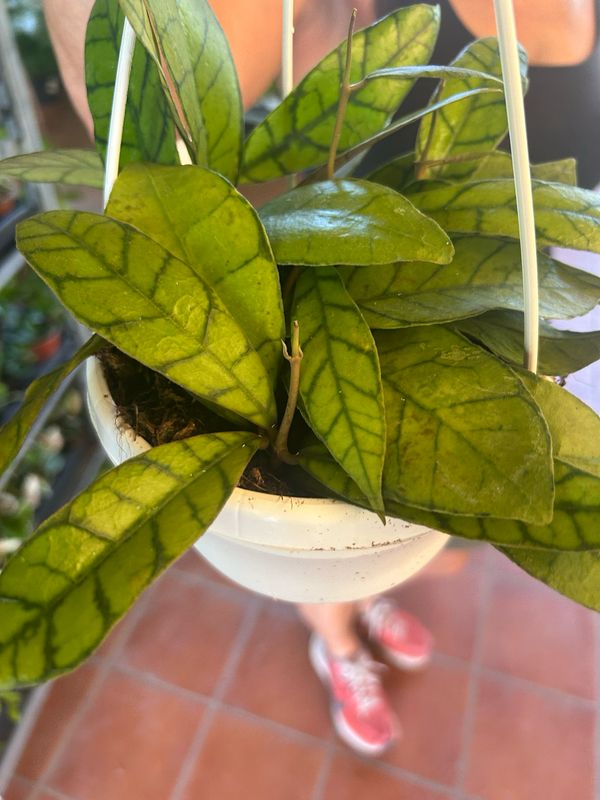 Hoya callistophylla - basket Ø14 cm