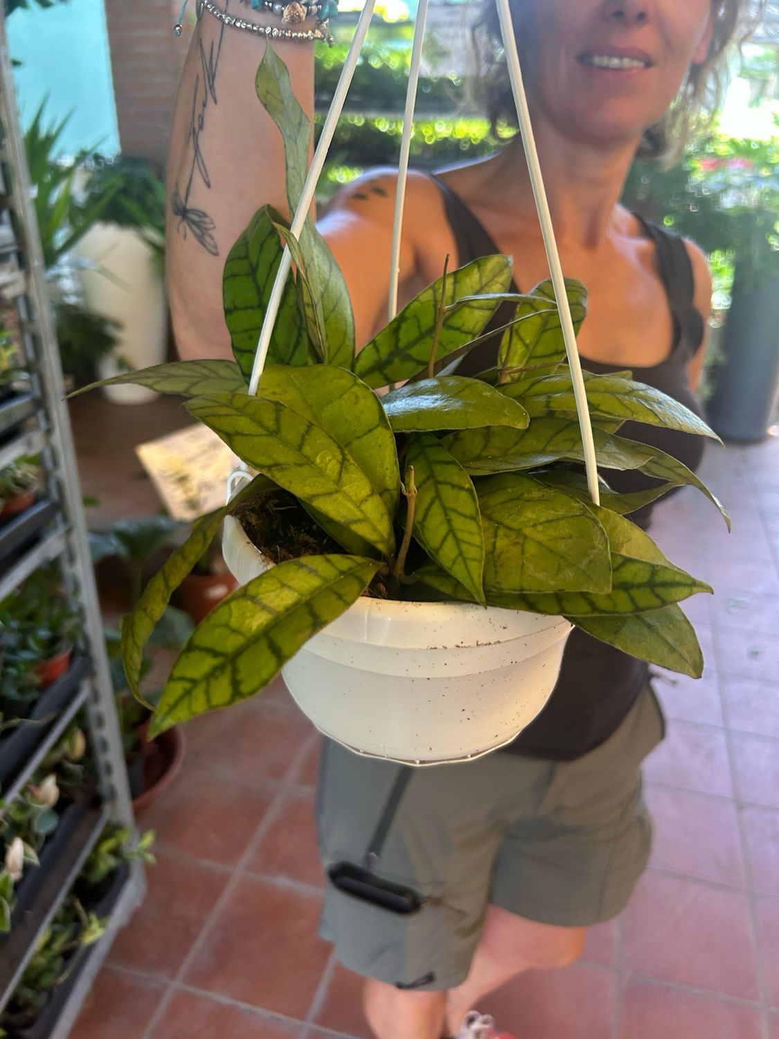 Hoya callistophylla - basket Ø14 cm Hoya callistophylla - basket Ø14 cm
