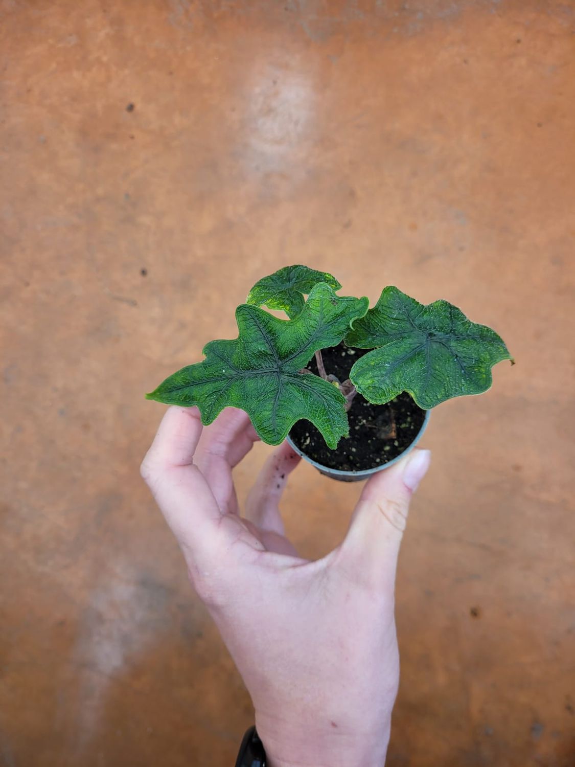 Alocasia 'Jacklyn', baby plant - vaso Ø5 cm Alocasia 'Jacklyn', baby plant - vaso Ø5 cm