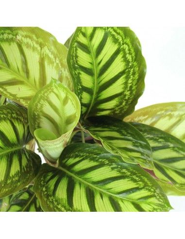 Calathea 'Flamestar' - vaso Ø12 cm Calathea 'Flamestar' - vaso Ø12 cm