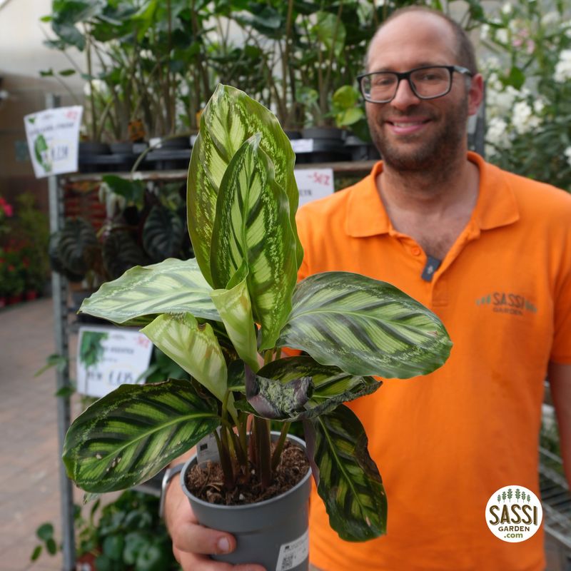 Calathea 'Flamestar' - vaso Ø12 cm