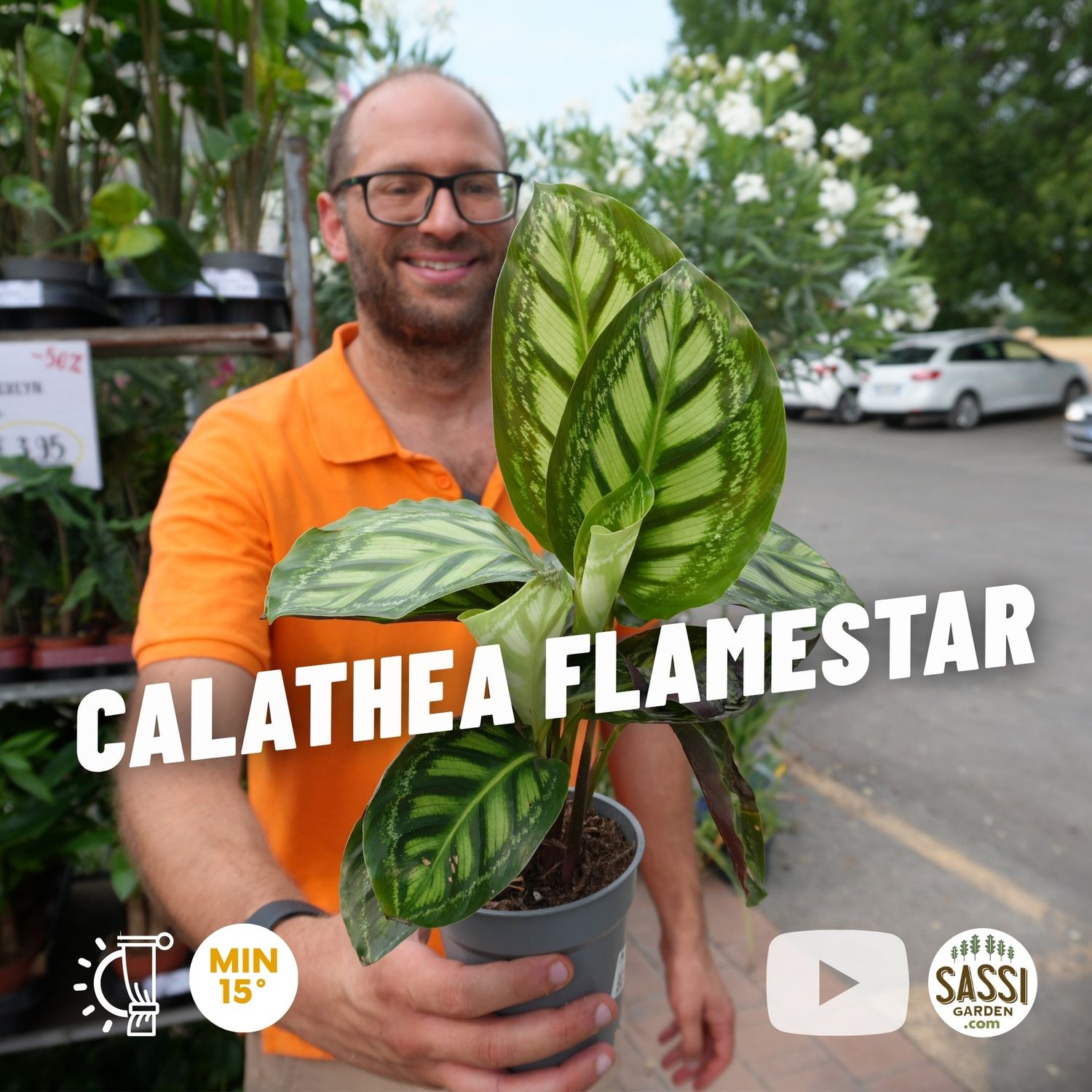 Calathea 'Flamestar' - vaso Ø12 cm Calathea 'Flamestar' - vaso Ø12 cm