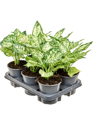 Aglaonema Diamond white - vaso Ø12 cm