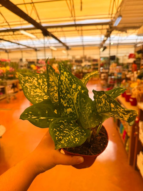 Aglaonema Diamond white - vaso Ø12 cm