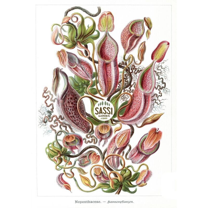 Nepenthes Alata 'Miranda', Nepentes Carnivora, Pianta Brocca - vaso Ø15 cm