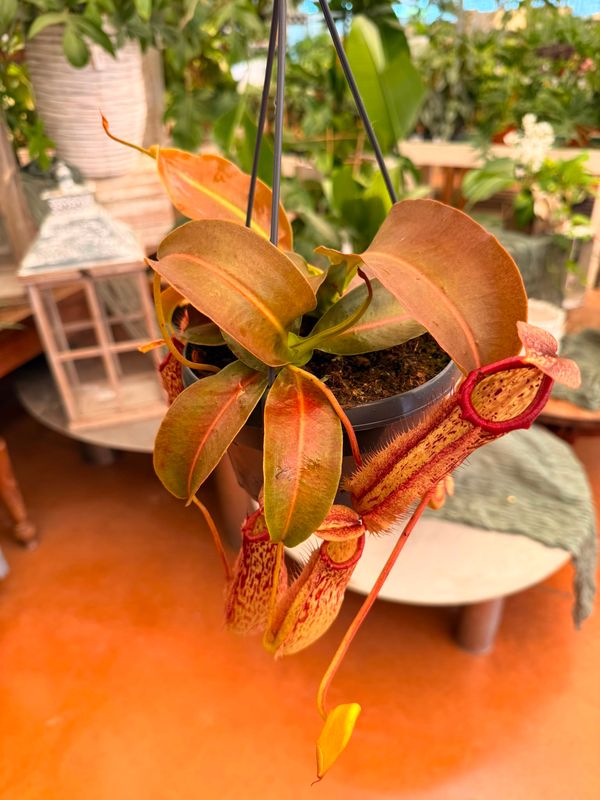 Nepenthes Alata 'Miranda', Nepentes Carnivora, Pianta Brocca - vaso Ø15 cm