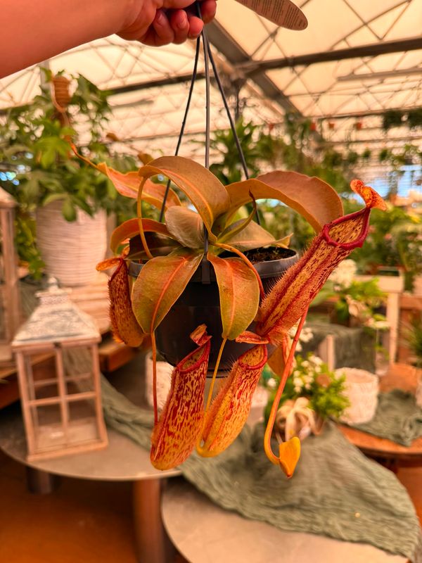 Nepenthes Alata 'Miranda', Nepentes Carnivora, Pianta Brocca - vaso Ø15 cm Nepenthes Alata 'Miranda', Nepentes Carnivora, Pianta Brocca - vaso Ø15 cm