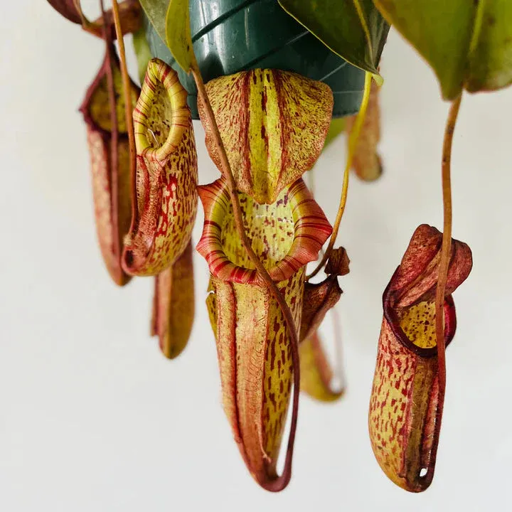 Nepenthes Alata 'Miranda', Nepentes Carnivora, Pianta Brocca - vaso Ø15 cm