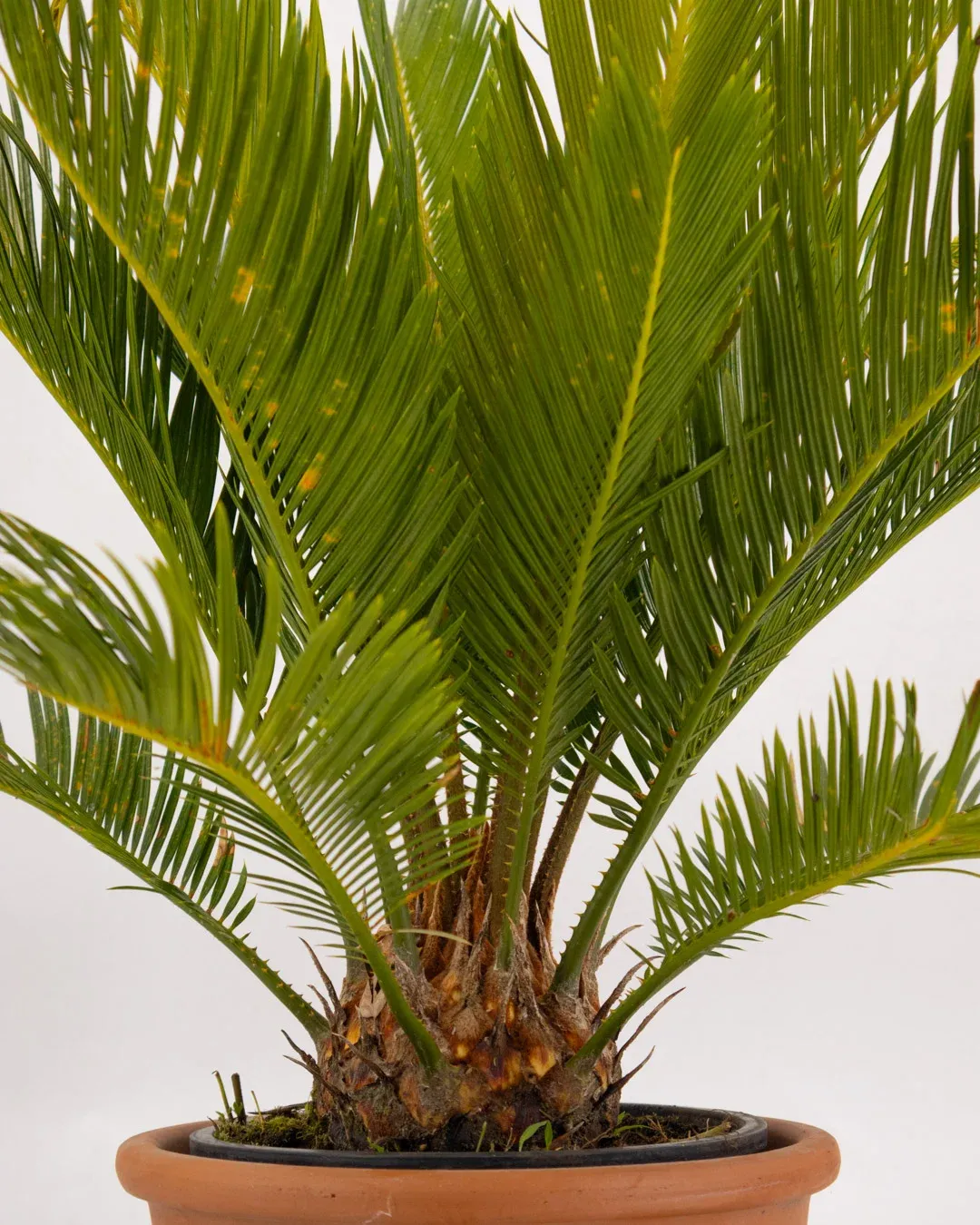 Cycas Revoluta, Cicas - vaso Ø12 cm Cycas Revoluta, Cicas - vaso Ø12 cm