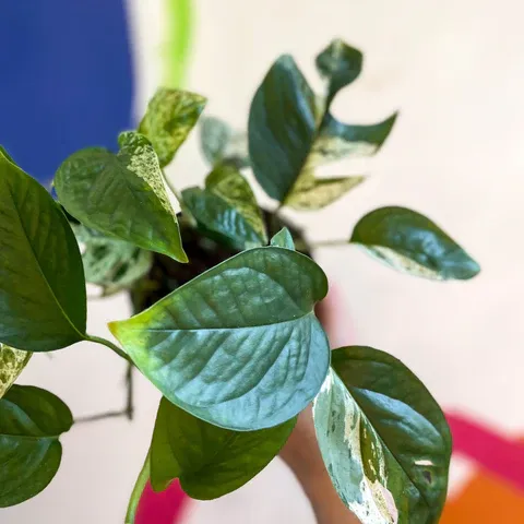 Epipremnum pinnatum 'Marble Variegata', Potus, Potos, Pothos, Photus - Ø12 cm Epipremnum pinnatum 'Marble Variegata', Potus, Potos, Pothos, Photus - Ø12 cm