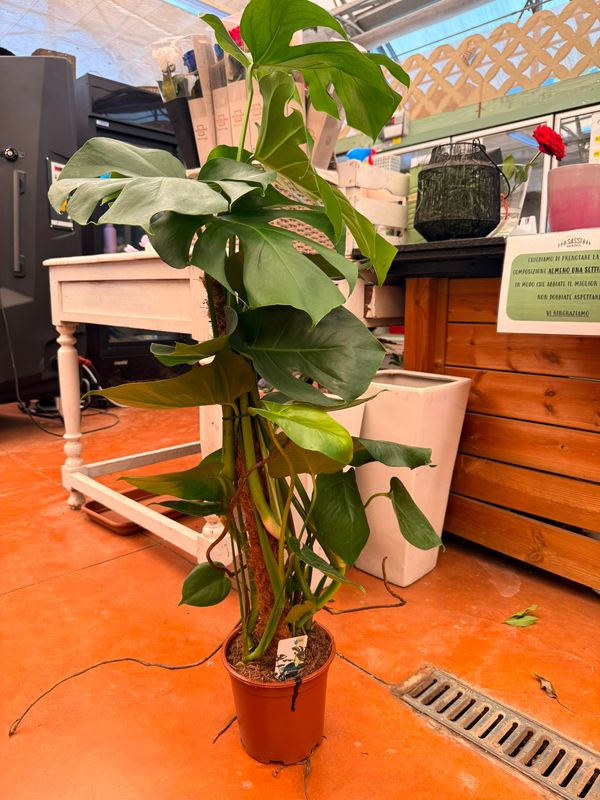 Monstera deliciosa, Philodendron Pertusum - vaso Ø19 cm, con bastone muschiato