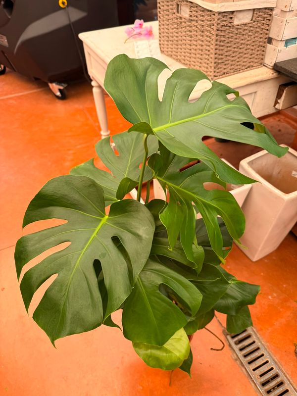 Monstera deliciosa, Philodendron Pertusum - vaso Ø19 cm, con bastone muschiato
