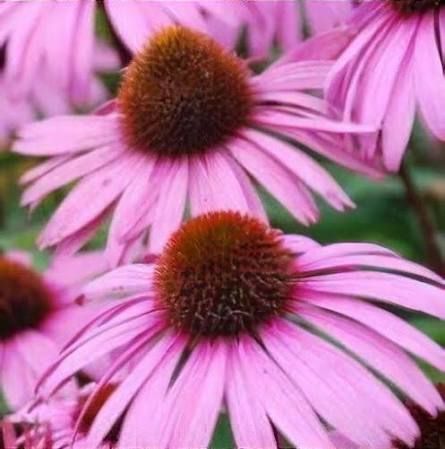 Echinacea purpurea 'August konigin ' - vaso Ø17 cm