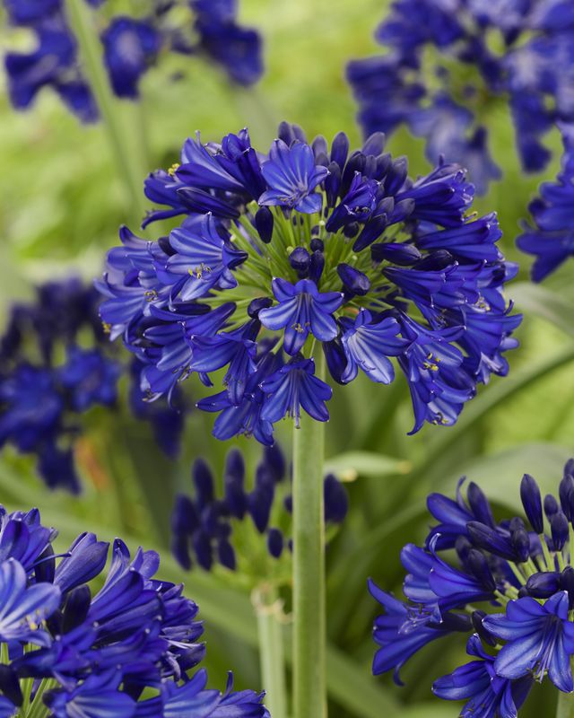 Agapanthus africanus, Agapanto 'Dr. Brouwer' - vaso Ø19 cm Agapanthus africanus, Agapanto 'Dr. Brouwer' - vaso Ø19 cm