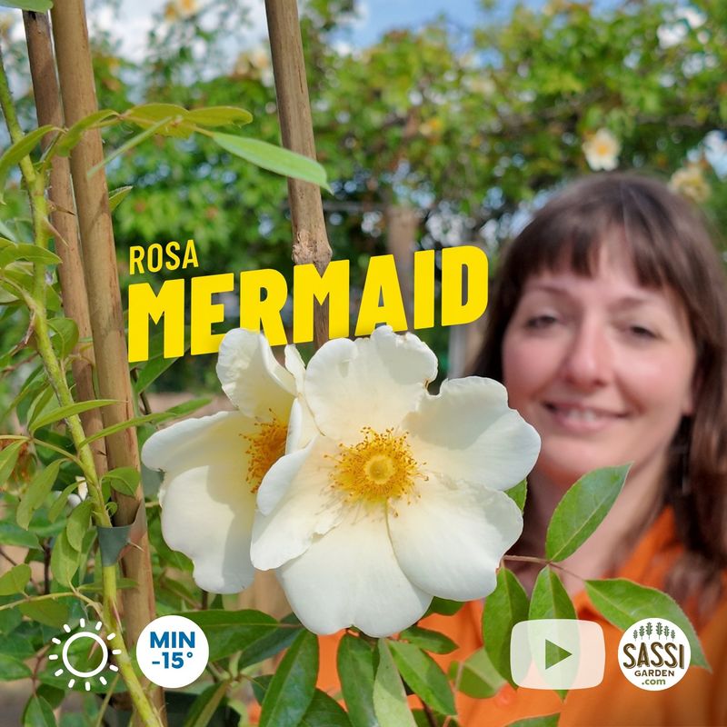 Rosa ‘Mermaid’, rampicante, rose rampicanti - vaso Ø24 cm, h 140 0 cm