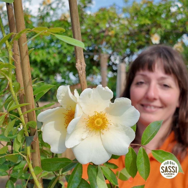 Rosa ‘Mermaid’, rampicante, rose rampicanti - vaso Ø24 cm, h 140 0 cm