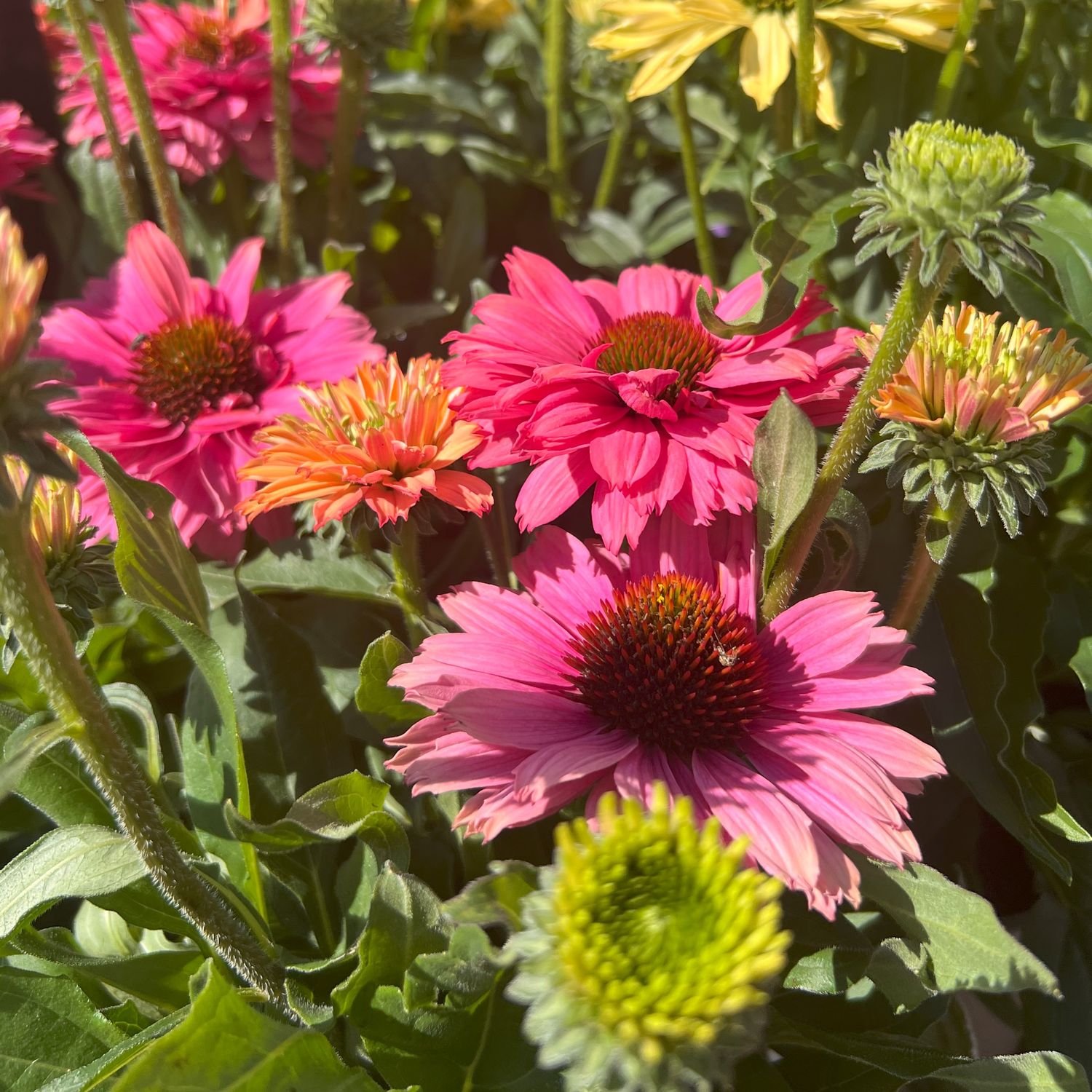 Echinacea purpurea ' Pink Grapefruit ' - vaso Ø17 cm Echinacea purpurea ' Pink Grapefruit ' - vaso Ø17 cm
