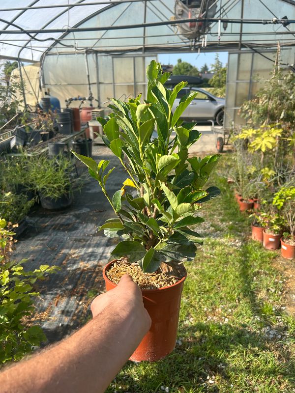Prunus laurocerasus ‘Etna’ -  Lauroceraso Etna -   Lauro Etna , Siepe - vaso Ø18 cm, h 55/60 cm