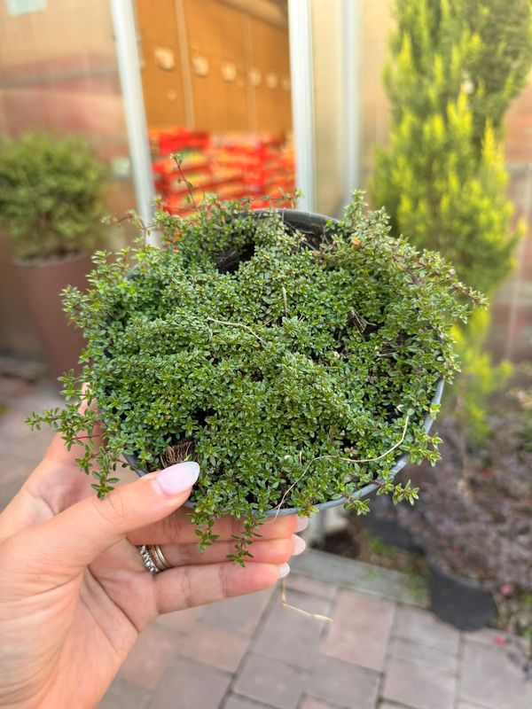 Timo serpentillo, Timo serpillo 'Magic Carpet', Thymus - vaso Ø15 cm