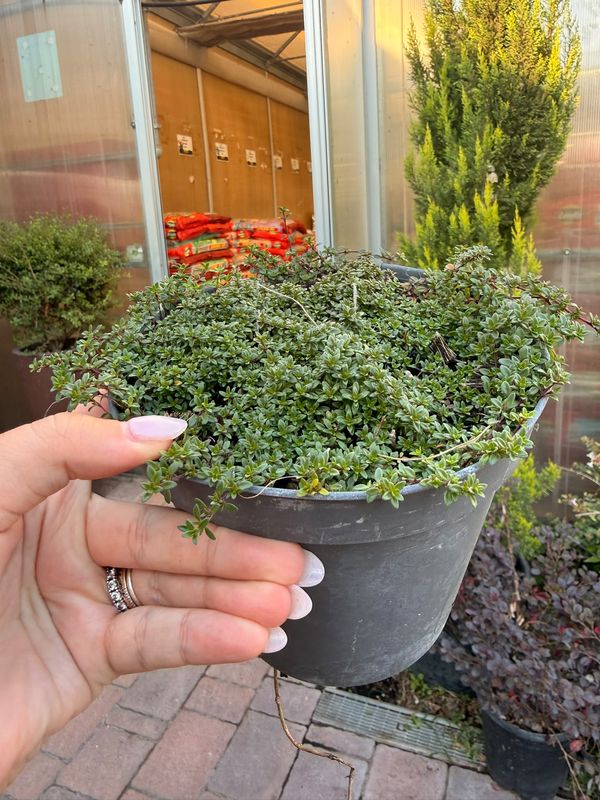Timo serpentillo, Timo serpillo 'Magic Carpet', Thymus - vaso Ø15 cm