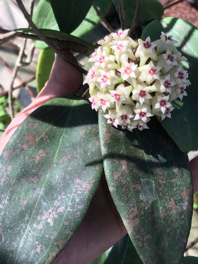 Hoya sp. 'Wibergiae' - vaso Ø5,5 cm 2 Hoya sp. 'Wibergiae' - vaso Ø5,5 cm 2