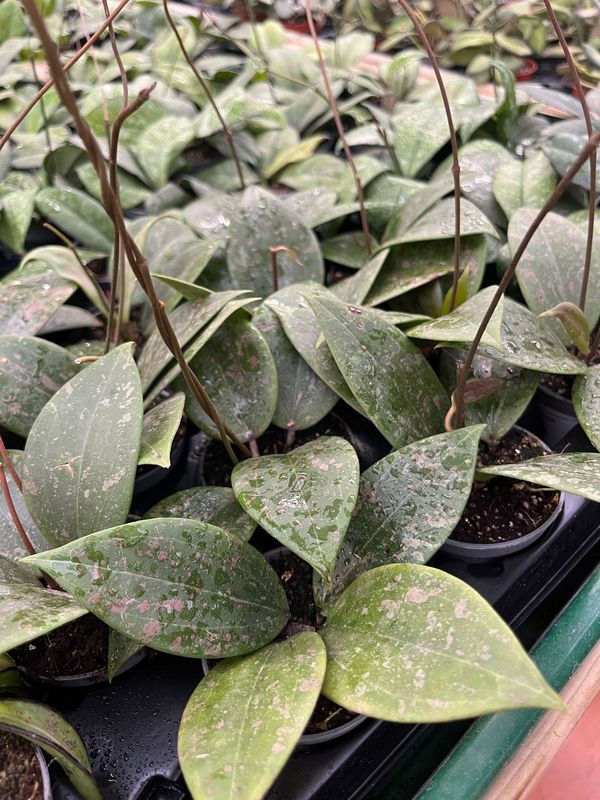 Hoya sp. 'Wibergiae' - vaso Ø5,5 cm 2