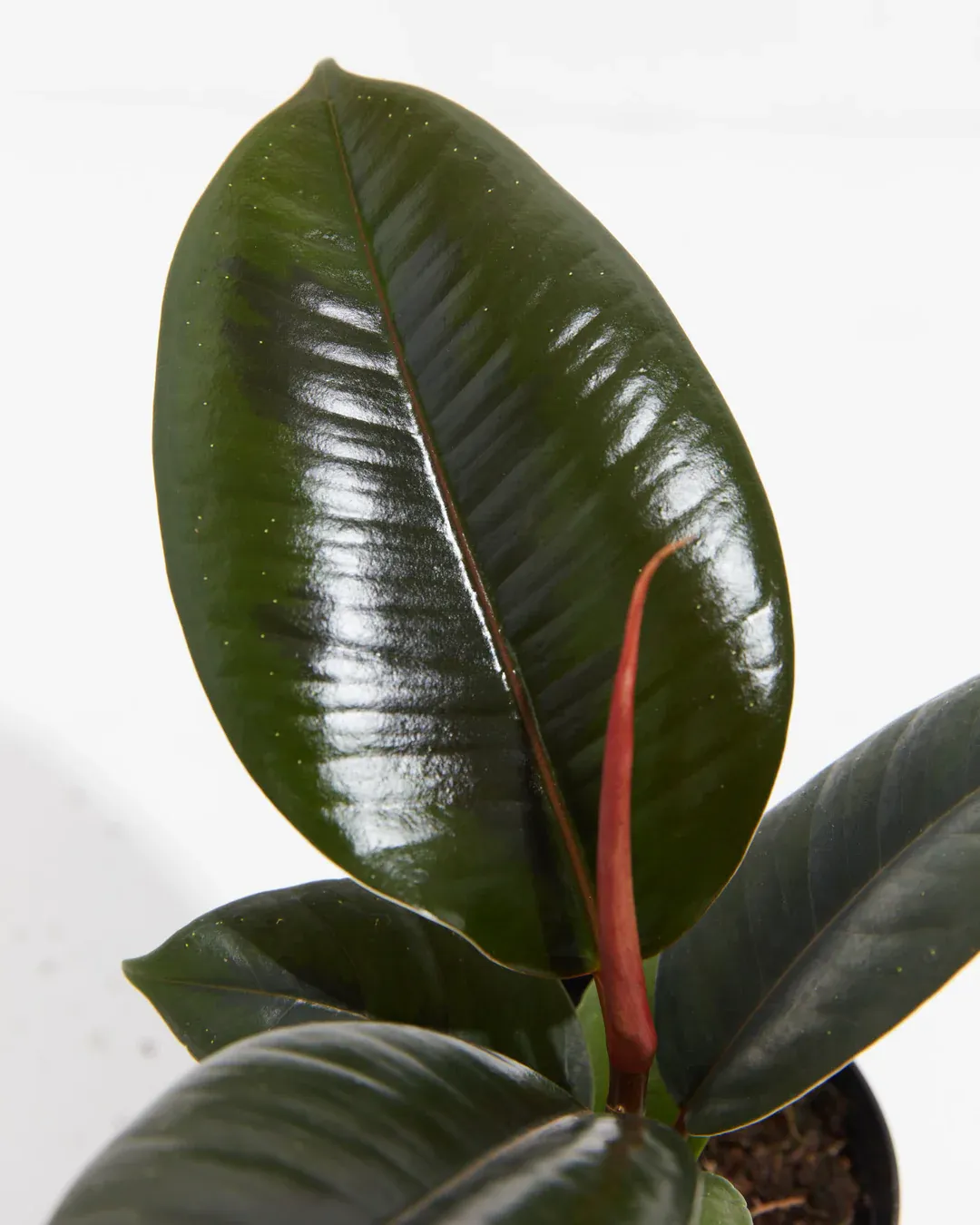 Ficus elastica Burgundy, Ficus robusta burgundy - vaso Ø13 cm