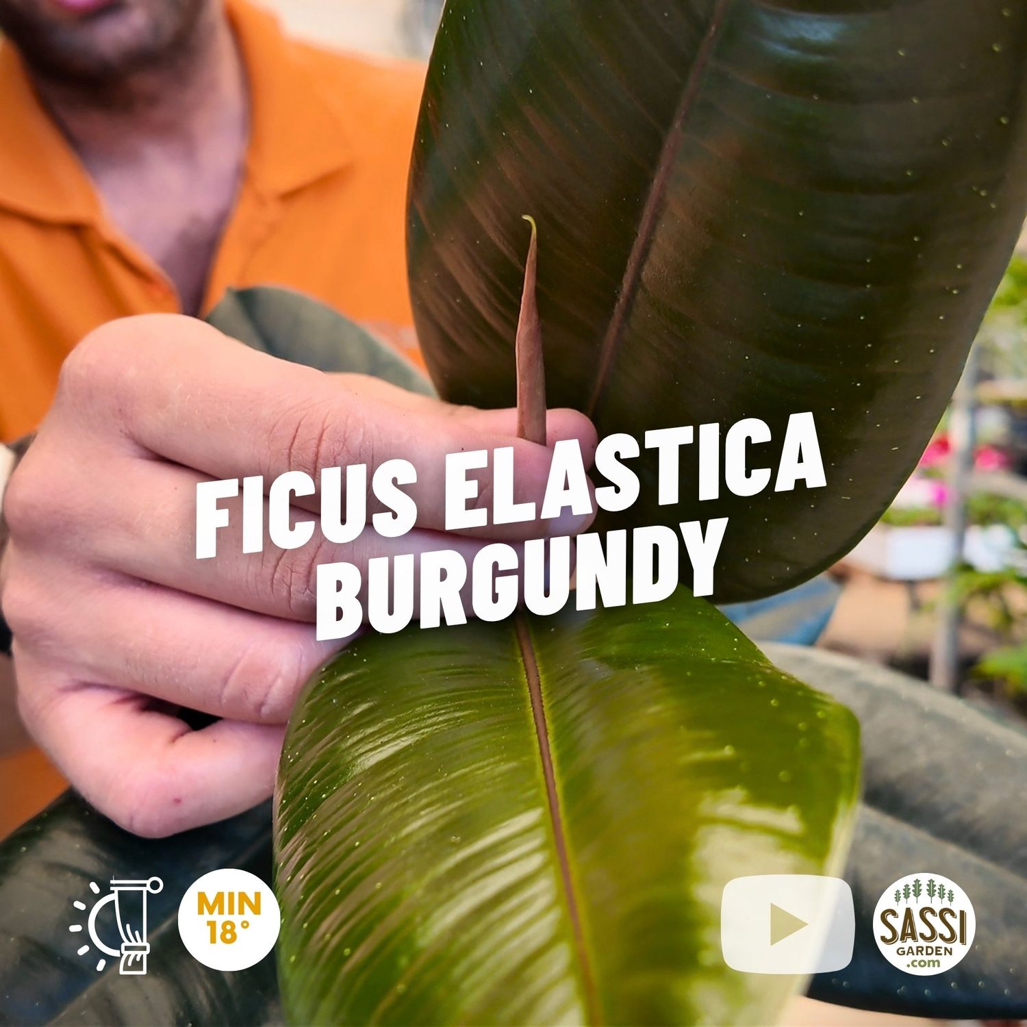 Ficus elastica Burgundy, Ficus robusta burgundy - vaso Ø13 cm