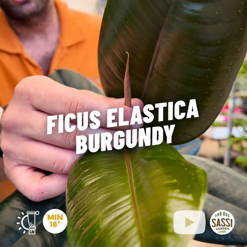 Ficus elastica Burgundy, Ficus robusta burgundy - vaso Ø13 cm Ficus elastica Burgundy, Ficus robusta burgundy - vaso Ø13 cm