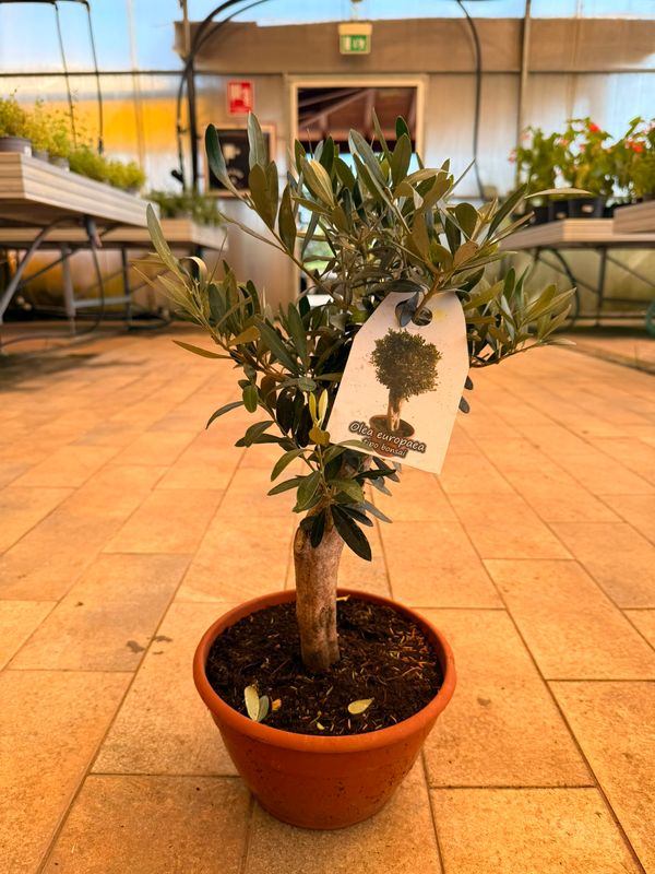 Olivo Bonsai, Ulivo, Olea europaea bonsai - ciotola Ø20 cm