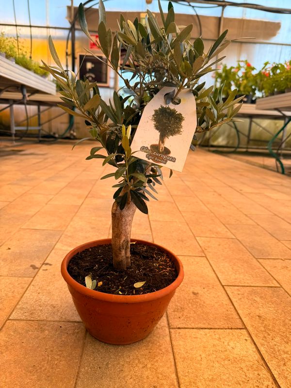 Olivo Bonsai, Ulivo, Olea europaea bonsai - ciotola Ø20 cm