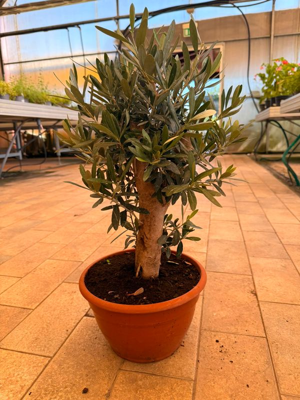 Olivo Bonsai, Ulivo, Olea europaea bonsai - ciotola Ø25 cm