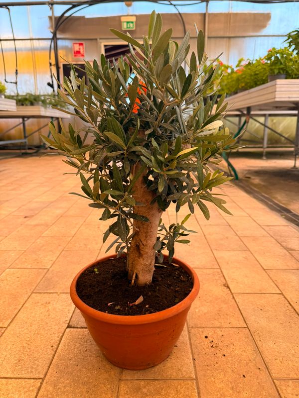 Olivo Bonsai, Ulivo, Olea europaea bonsai - ciotola Ø25 cm