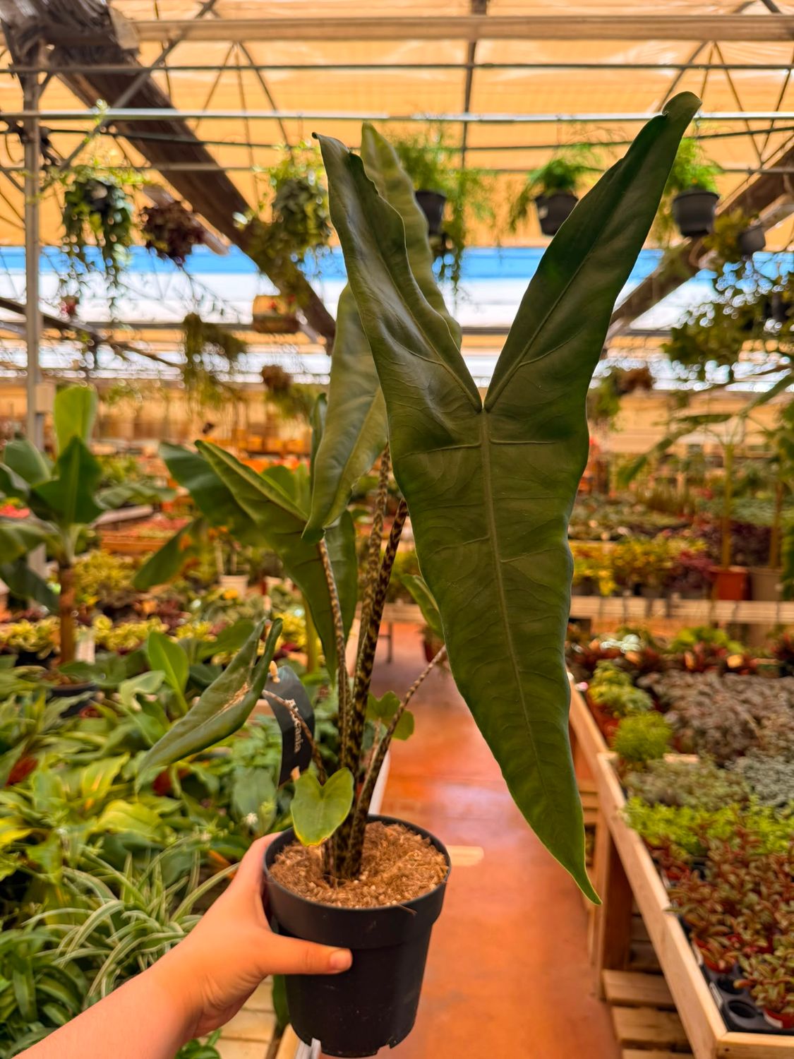 Alocasia Zebrina, Alocasia zebrina 'Tigrina', Alocasia zebrata - vaso Ø14 cm