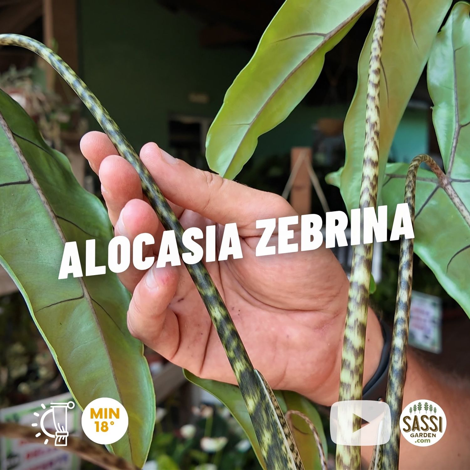 Alocasia Zebrina, Alocasia zebrina 'Tigrina', Alocasia zebrata - vaso Ø14 cm