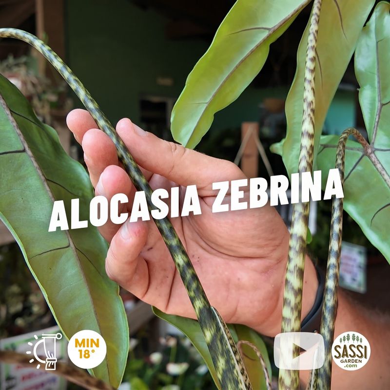 Alocasia Zebrina, Alocasia zebrina 'Tigrina', Alocasia zebrata - vaso Ø14 cm Alocasia Zebrina, Alocasia zebrina 'Tigrina', Alocasia zebrata - vaso Ø14 cm