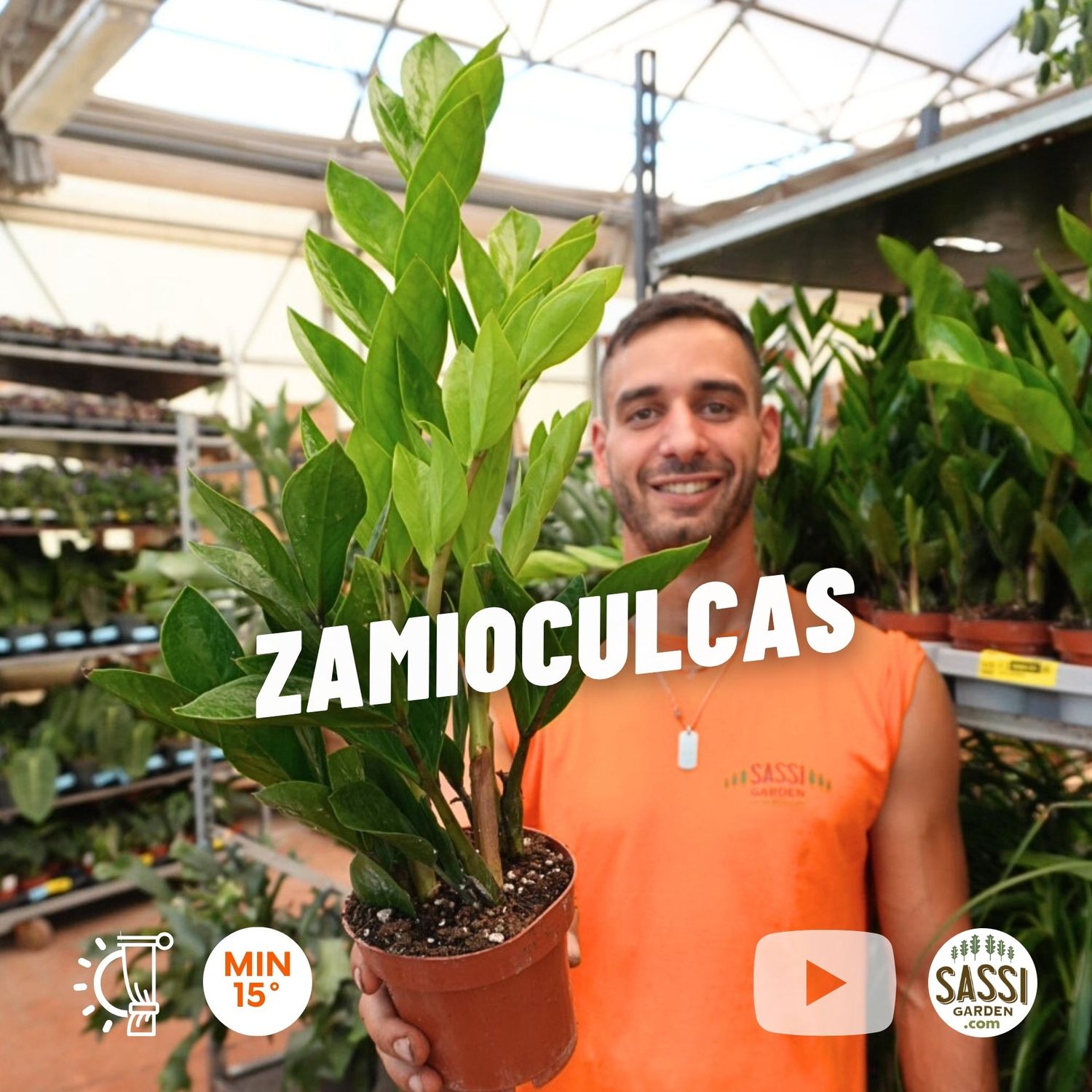 Zamioculcas zamiifolia, gemma di Zanzibar - vaso Ø14 cm