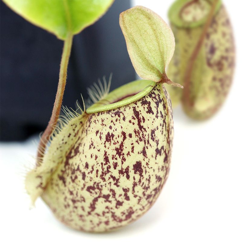 Nepenthes 'Hookeriana', Nepenthes Carnivora, Pianta Brocca - vaso Ø8cm