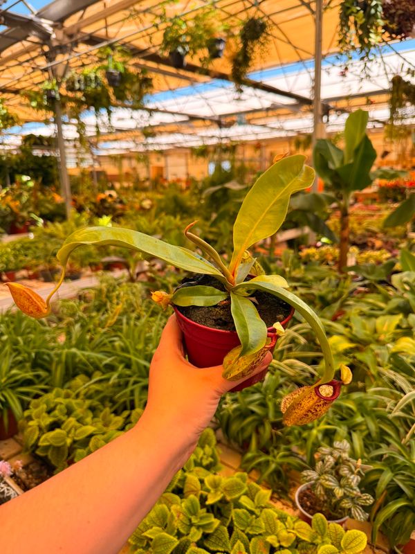 Nepenthes 'Hookeriana', Nepenthes Carnivora, Pianta Brocca - vaso Ø8cm