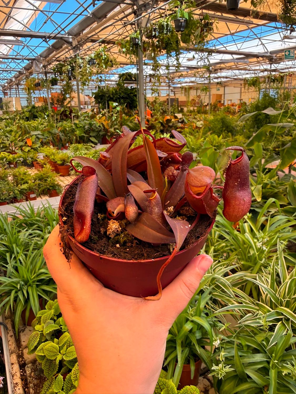 Nepenthes alata 'Rebecca Soper', Nepenthes Carnivora, Pianta Brocca - vaso Ø8cm