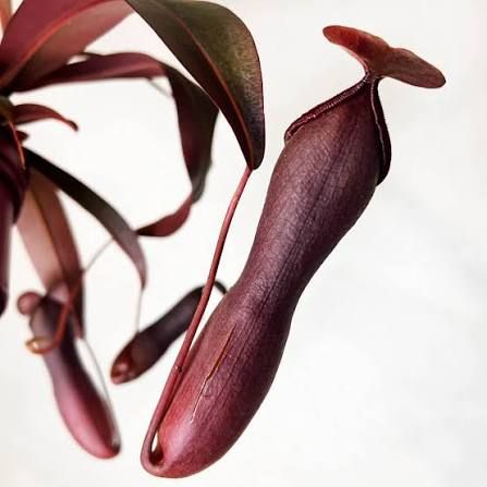 Nepenthes alata 'Rebecca Soper', Nepenthes Carnivora, Pianta Brocca - vaso Ø8cm