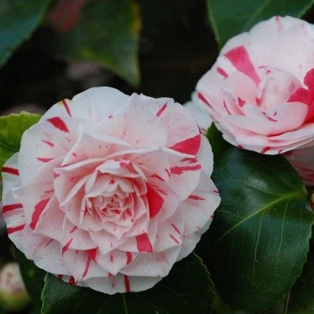 Camellia Japonica 'Lavinia Maggi', Camelia del Giappone - vaso Ø22 cm