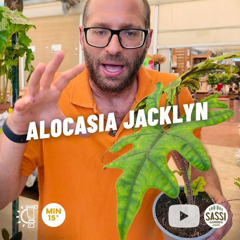 Alocasia 'Jacklyn' - vaso Ø17 cm Alocasia 'Jacklyn' - vaso Ø17 cm