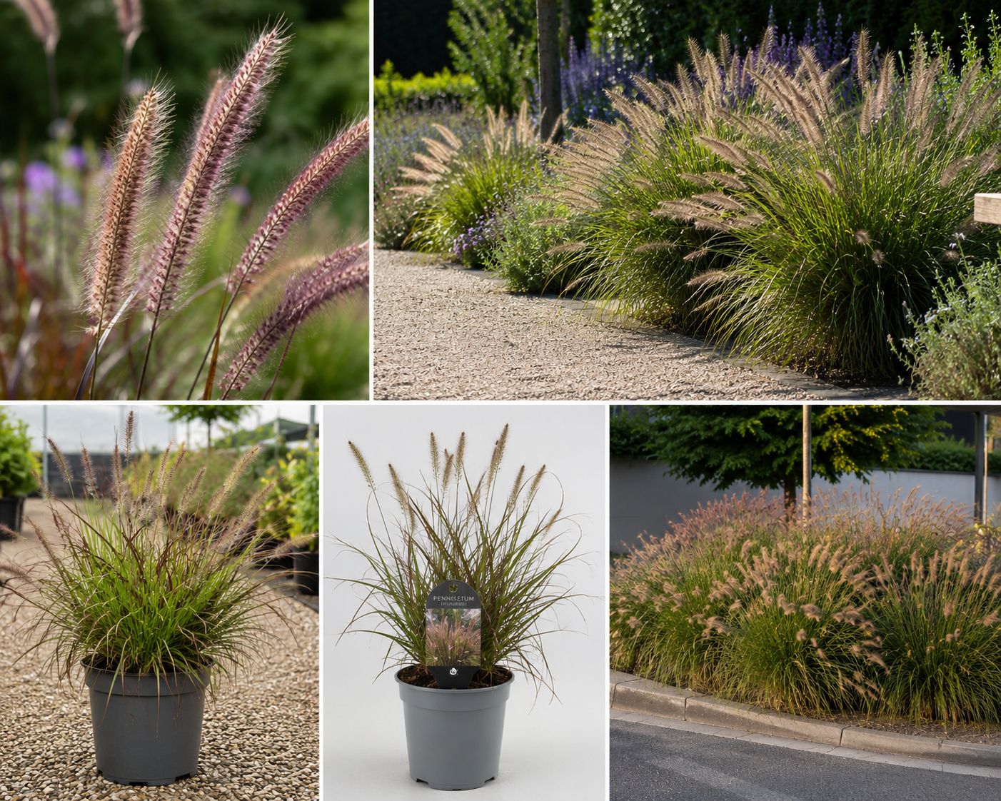 Pennisetum thunbergii - vaso 18