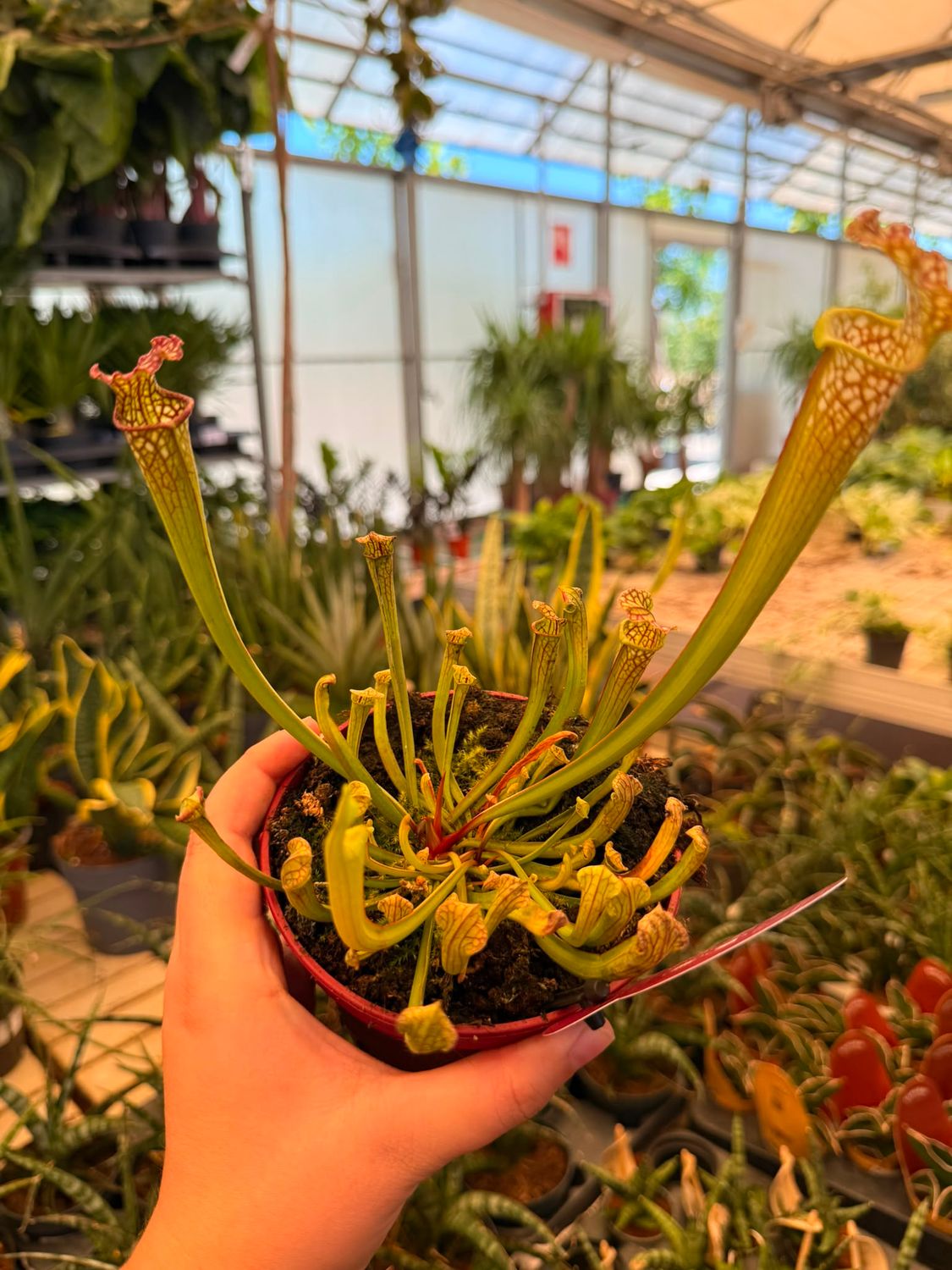 Sarracenia 'Farnhamii', Pianta Carnivora, insettivora - vaso Ø12 cm