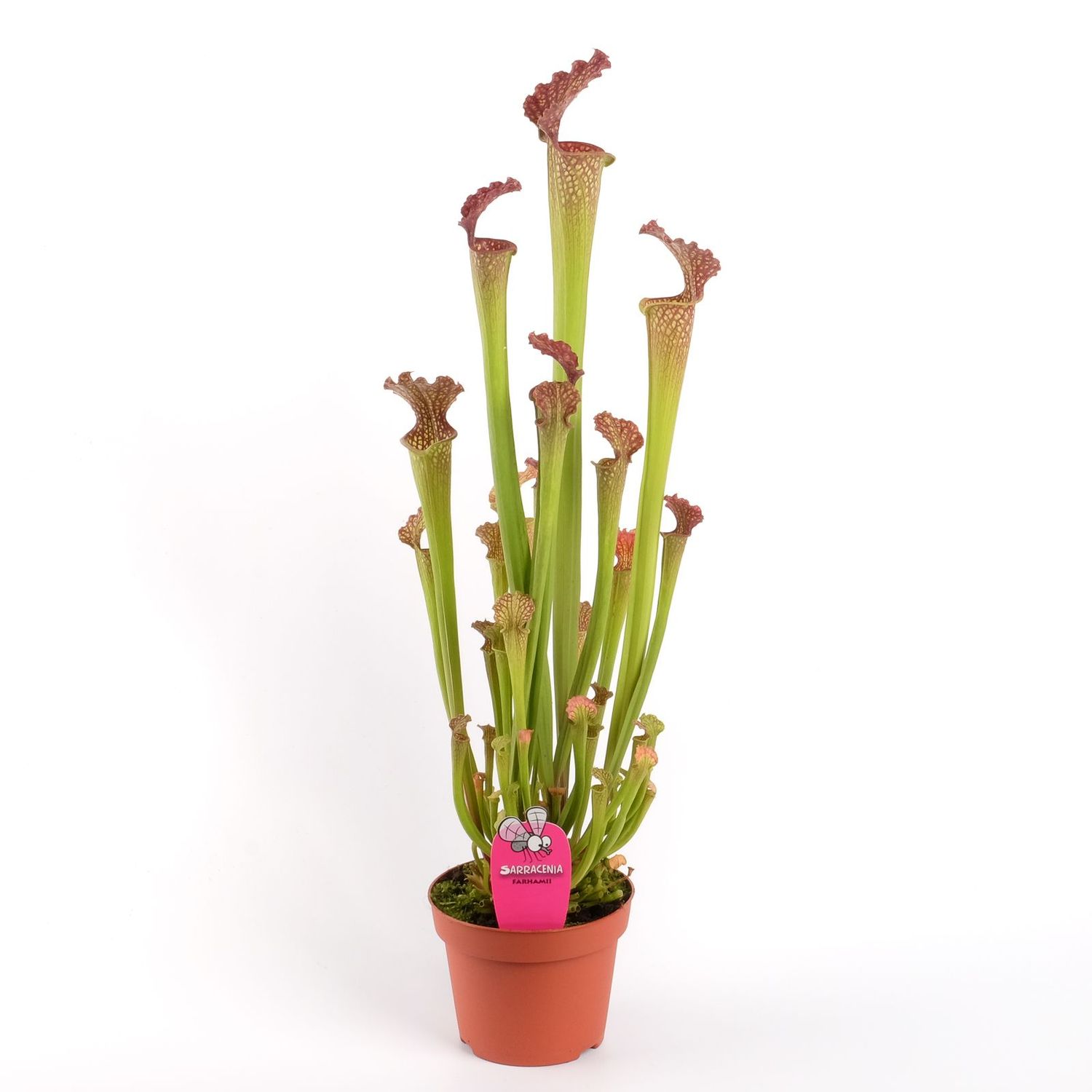 Sarracenia 'Farnhamii', Pianta Carnivora, insettivora - vaso Ø12 cm Sarracenia 'Farnhamii', Pianta Carnivora, insettivora - vaso Ø12 cm