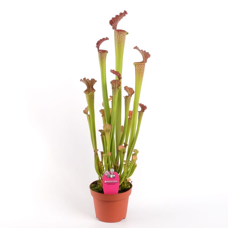 Sarracenia 'Farnhamii', Pianta Carnivora, insettivora - vaso Ø12 cm